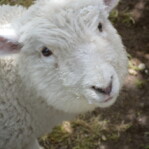Baa Baa, Bilbo