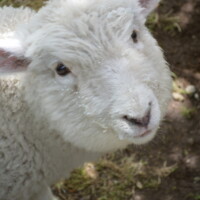 Baa Baa, Bilbo